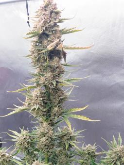 True Cookies OG genetics - картинка 3