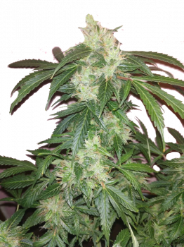 Big Bang Auto (Feminised)