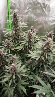 Auto Blackberry Kush - картинка 3