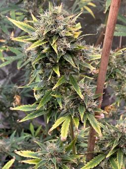 Big Bang Auto (Feminised) - картинка 5