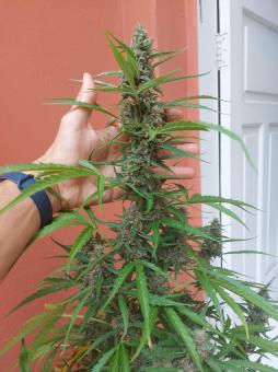 Auto Glue XXL genetics - картинка 1