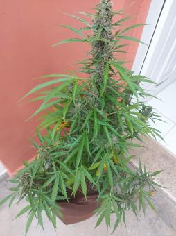 Auto Glue XXL genetics - картинка 2