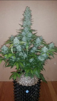 G14 Auto - картинка 7