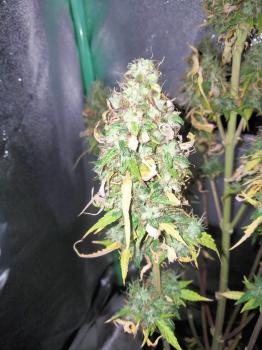 Auto Critical X Jack Herer