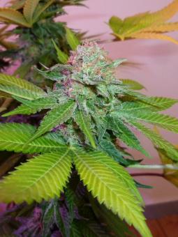 Auto Northern Light genetics - картинка 1