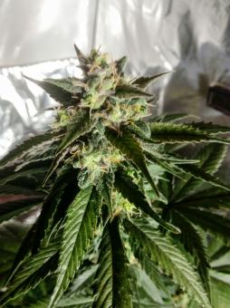 Auto Caramel Cream genetics - картинка 5