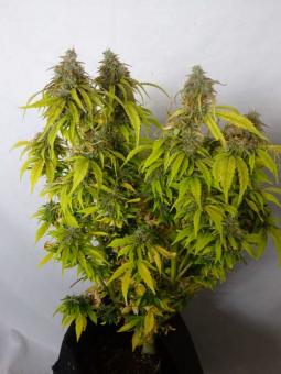 Auto Jack Herer genetics - картинка 2