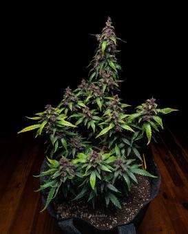 Purple Kush Auto - картинка 5