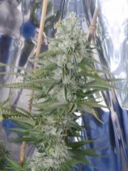 Chemo Kush Genetics - картинка 2