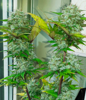 Super Bud Auto (Feminised) - картинка 2