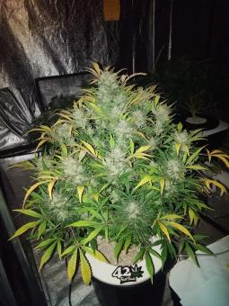 White Widow Auto XXL - картинка 1