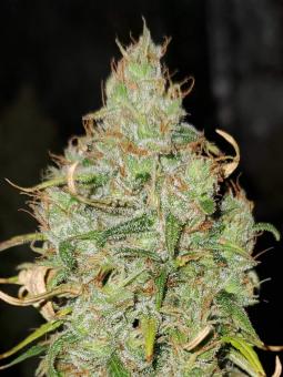 OG Kush genetics - картинка 1