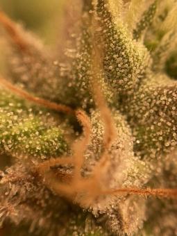 Auto Trichome and Cream - картинка 9