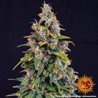 Watermelon Zkittlez Auto - картинка 3