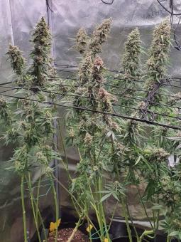 Auto Scout Cookies genetics - картинка 4